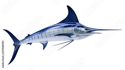 Fotografía Majestic blue marlin fish with sharp bill, isolated on transparent background