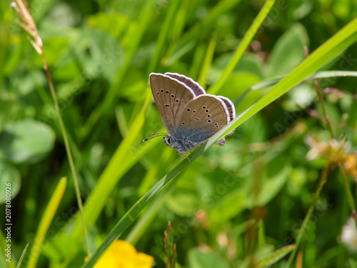 cyaniris semiargus the Mazarine blue butterfly sitting in the grass