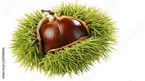 Картината върху платно Brown chestnut inside spiky green husk, isolated on transparent background
