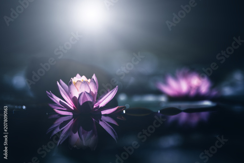 Photography Pink waterlily or lotus flower with sunshine