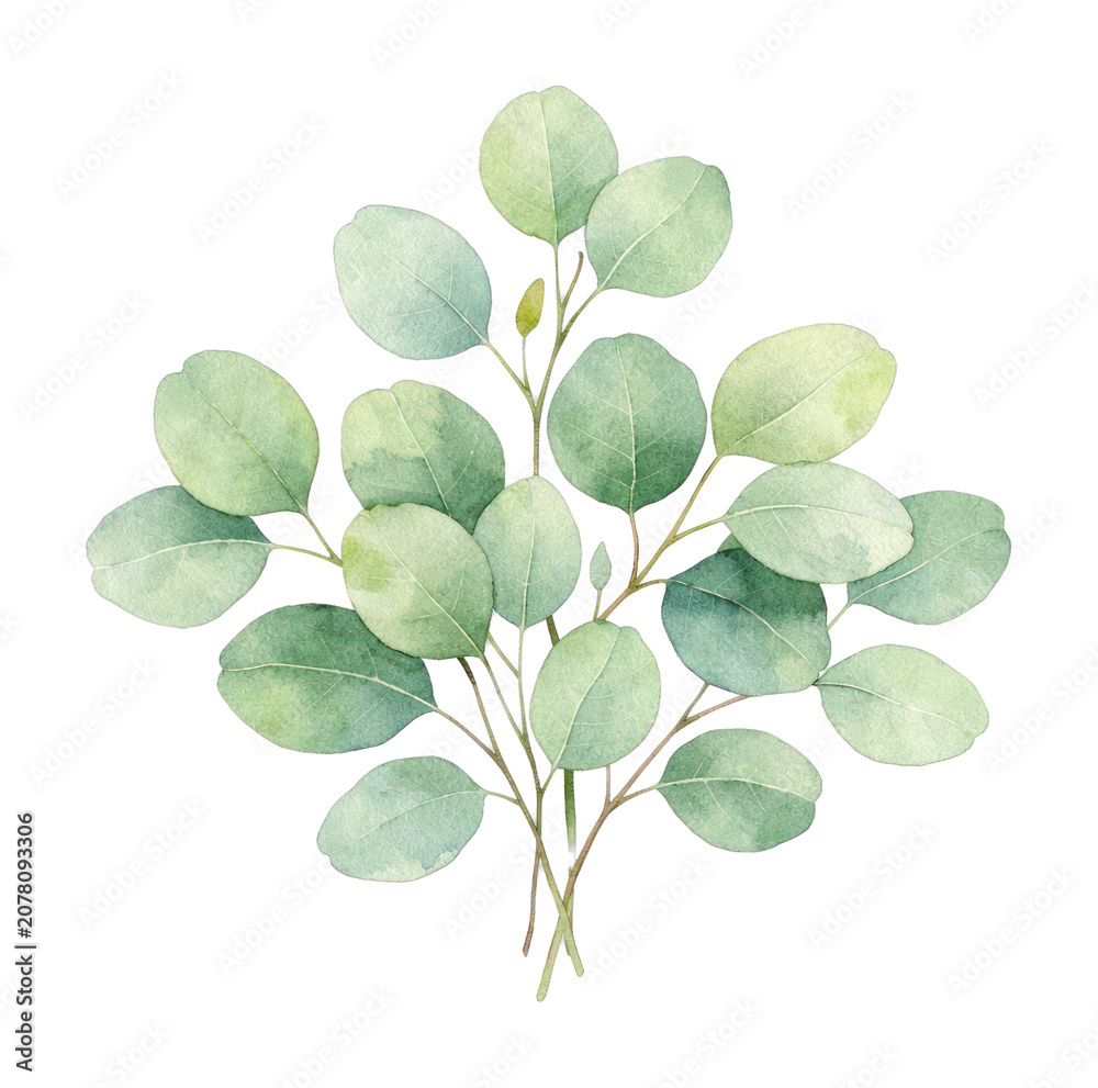 Obraz premium PNG Delicate watercolor eucalyptus leaves illustration.