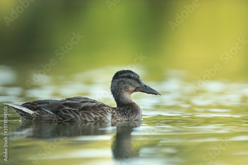 A mallard duck floats on the water in early summer