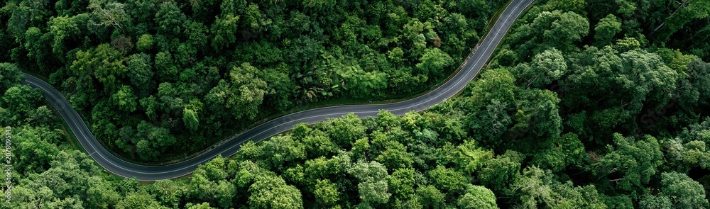 Fototapeta premium Curving highway through dense green forest canopy from above