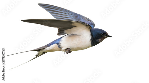 Obraz na plátne Barn swallow bird with blue wings and white belly, isolated on transparent backg