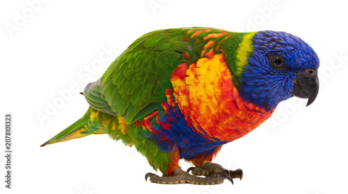 Fotografie Rainbow lorikeet parrot with vibrant plumage, isolated on transparent background