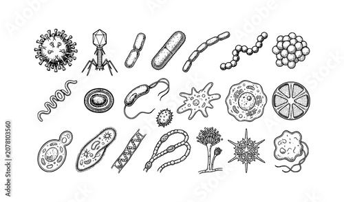 Photos Scientific Virus Bacteria and Cancer Cell Sketch Vector Collection with Hand Dra