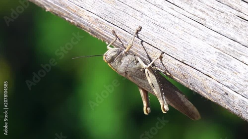  Close-up, wild grasshopper on a wood