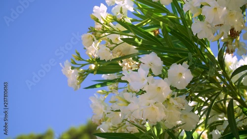 White oleander flowers at sunset.