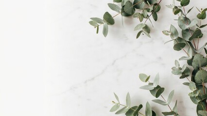 Eucalyptus branches on a white marble surface, minimalist flat lay