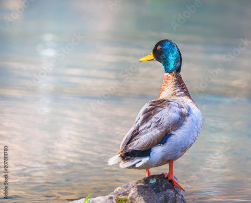Photography Male Mallard duck perched on a stump on a pond in Rome Georgia.