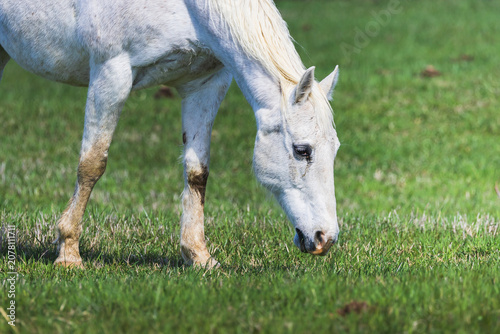 Photography Domesticated horses grazing at a horse ranch in 
Rome Georgia.