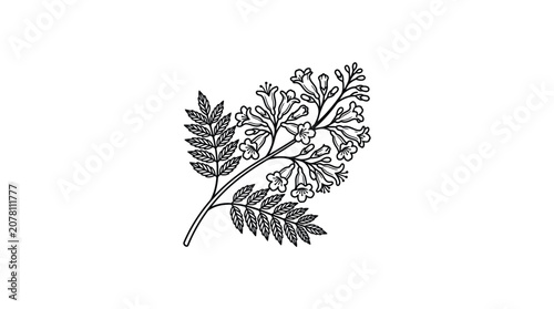 Hand drawn botanical illustration of a flowering branch with pinnate leaves.