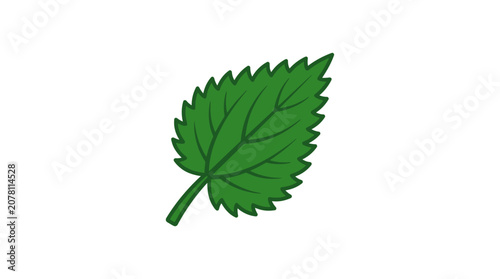 Tableau sur toile A vibrant green stinging nettle leaf illustration with serrated edges and detailed veins