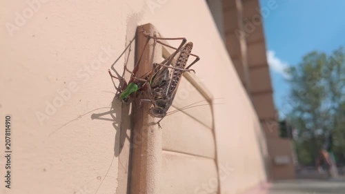 Close-up of Decticus verrucivorus (great wart-biter) pair copulating on house facade at time of massive infestation of wart-biter bush-crickets long-winged forms in urban. Grasshopper Invasion in city