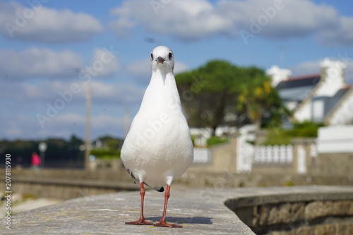Jeune mouette .