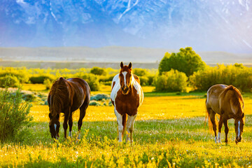 Wild Horses Grazing at Teton Sunset