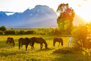 Wild Horses Grazing at Teton Sunset