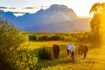 Wild Horses Grazing at Teton Sunset