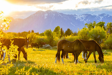 Wild Horses Grazing at Teton Sunset