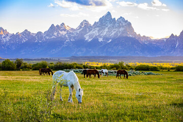 Horses Grazing in Meadow at Teton Sunset