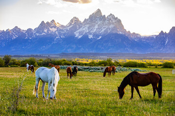 Horses Grazing in Meadow at Teton Sunset