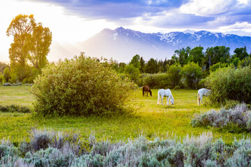 Horses Grazing in Meadow at Teton Sunset