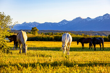 Horses Grazing in Meadow at Teton Sunset