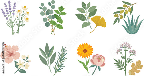 Tableau sur toile Collection of botanical herb illustrations featuring medicinal plants and aromat