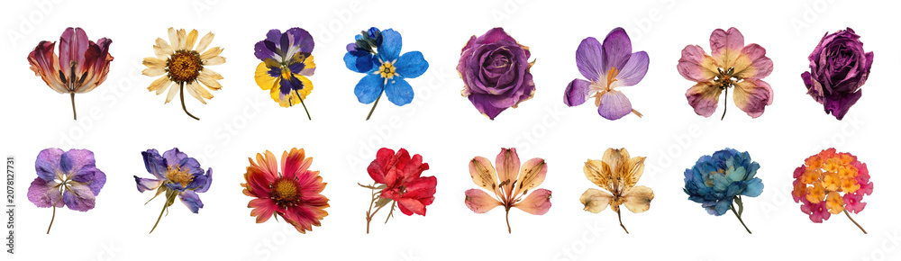 Obraz premium PNG Vibrant watercolor floral collection on transparent background