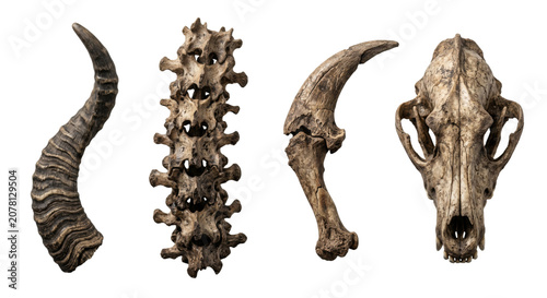 Foto Ancient animal bones and skull skeleton specimens