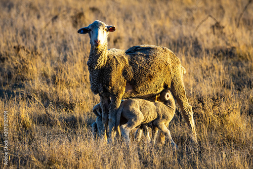 Fotografía Mother Merino Ewe with Two Newborn Lambs at Sunset