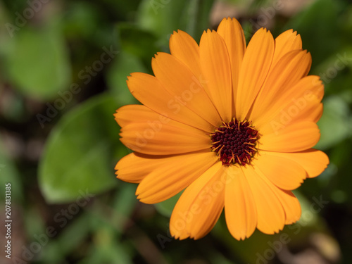 Nahaufnahme einer orangefarbenen Ringelblume , Calendula officinales,