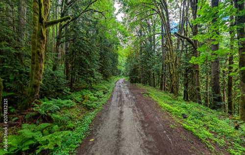 Obraz na plátně Mossy Forest Trail Through Lush Temperate Rainforest With Ferns in Chilliwack, B