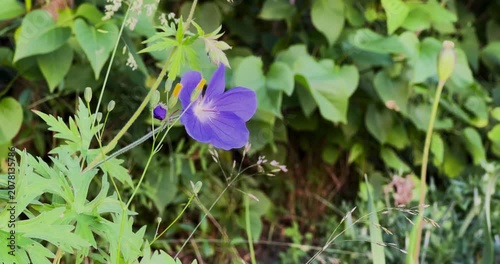 spring flowers in the garden