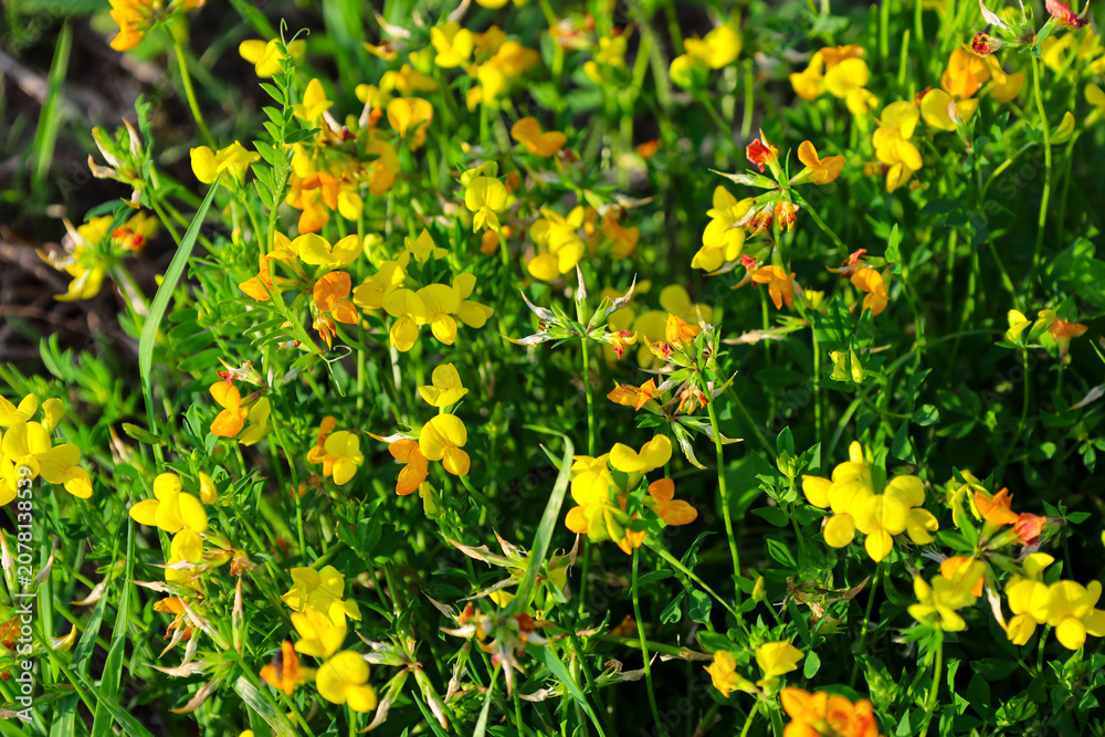 Fototapeta premium Bright yellow wild flowers bloom densely among lush green grass in a sunny summer meadow. The close-up shot details the fragile buds, creating a colorful natural carpet under the warm sun rays.