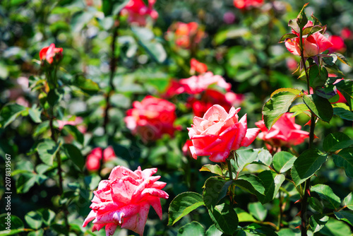 Fotografia Colorful varietal roses blooming in a garden during a sunny afternoon in summer