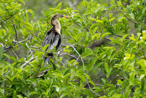 Schilderij op canvas Anhinga male perched on a branch