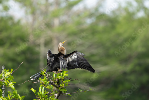 Cuadro en lienzo Anhinga male perched on a branch