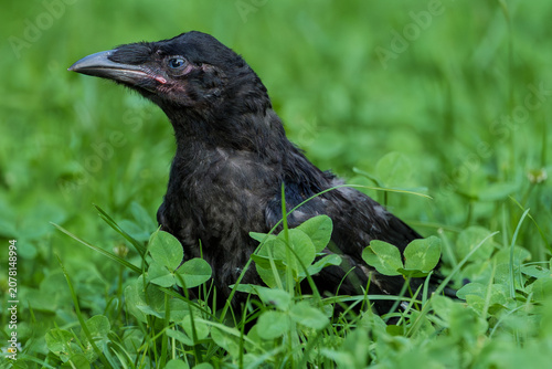 Foto Close-up portrait of a young wild crow fledgling sitting in green grass and clover