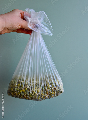 Foto Human hand holding a transparent plastic bag filled with sprouted green peas showing visible signs of spoilage