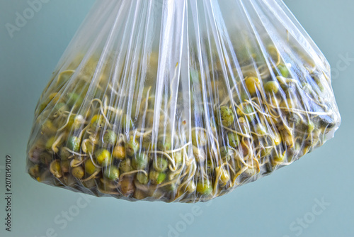 Tableau sur toile Human hand holding a transparent plastic bag filled with sprouted green peas showing visible signs of spoilage