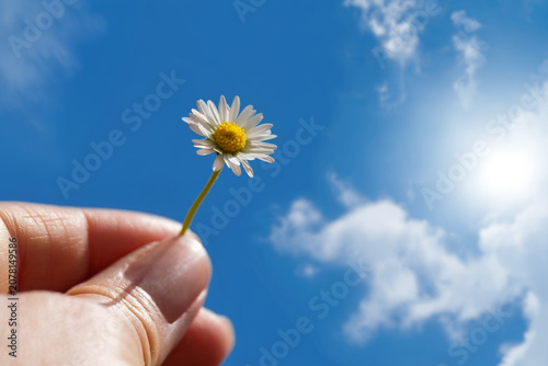 Fotografie Close-up of a hand holding a delicate white daisy with a bright yellow center against a clear blue sky