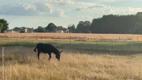 Esel - Equus asinusauf Sommerweide vor Weizenernte - Esel grast auf trockener Sommerweide, im Hintergrund arbeiten Mähdrescher und Traktor bei der Weizenernte unter hellem Himmel mit Wolken.