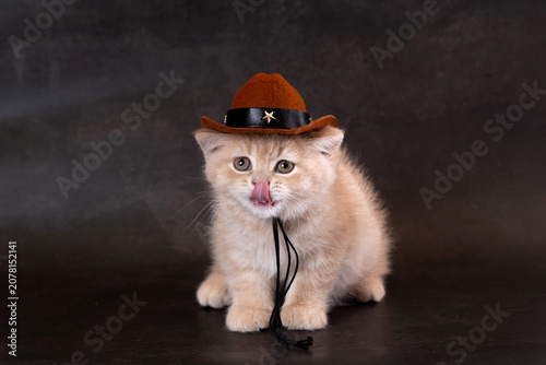 Foto British Longhair kitten wearing a hat