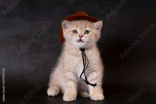 Foto British Longhair kitten wearing a hat