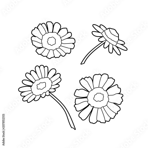 Illustration of a field daisy on a white background