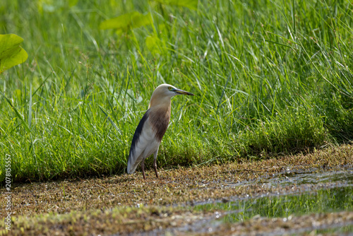 Canvastavla Javan Pond Heron at a grassy water's edge