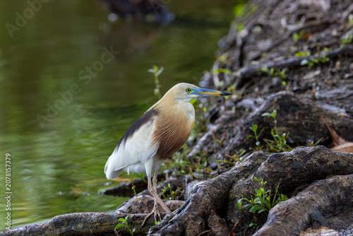 Canvastavla Javan Pond Heron on rocks