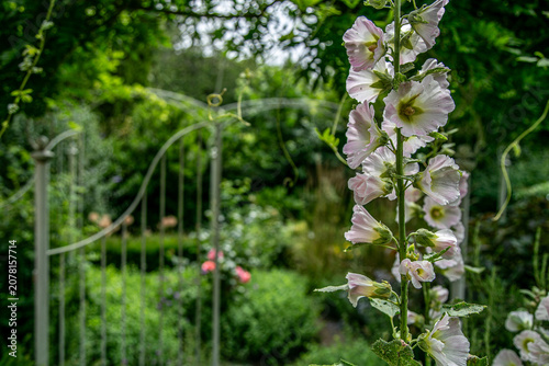 Fotografie Hollyhocks (Alcea rosea) in full summer bloom, displaying tall flower spikes with delicate pink, white, and cream blossoms