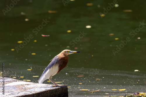 Quadro su tela Javan Pond Heron on a pond edge
